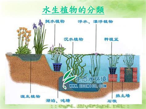 水生植物四大類|水生植物:形態特徵,生長習性,水生植物分類,挺水植物,浮葉植物,沉。